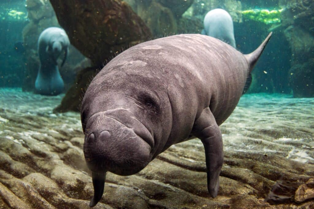 manatee wildlife in Florida