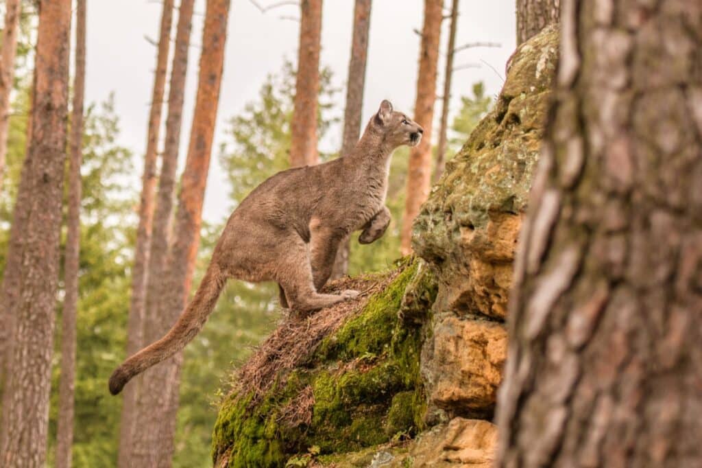 Panther wildlife in Florida