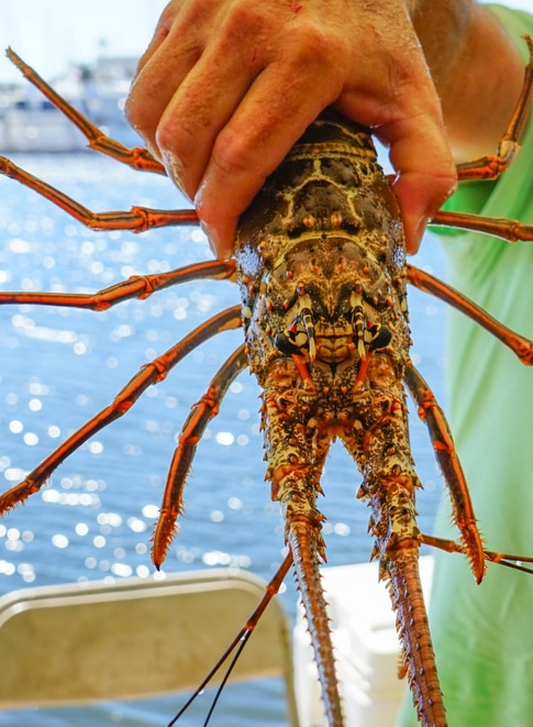 Man,Holding,Lobster,In,A,Science,Fair,,Taken,In,Tampa,