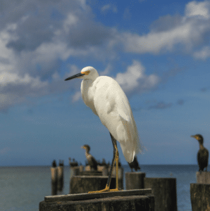 white bird perching on a dock | 4 Tips to Keep Birds off Your Boat