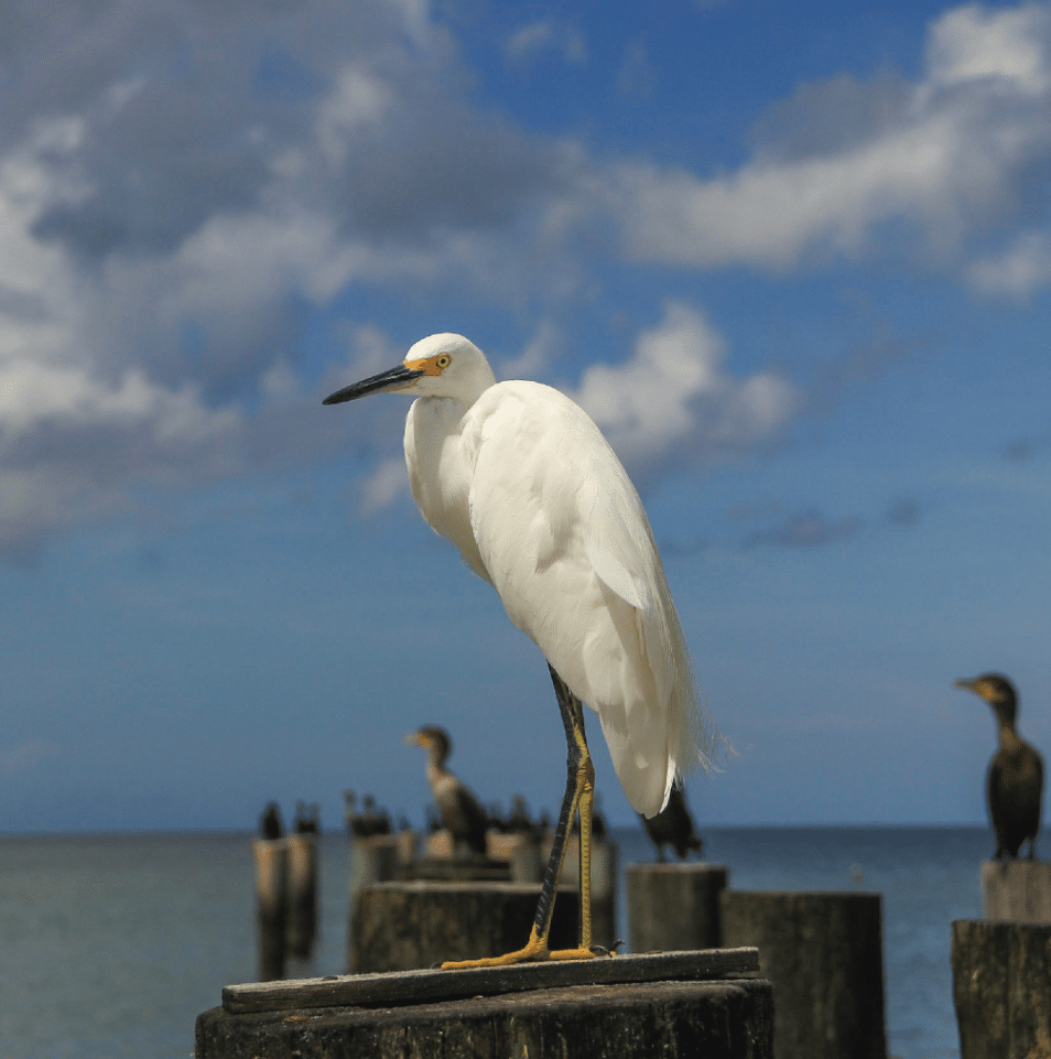 4 Tips to Keep Birds Off Your Boat