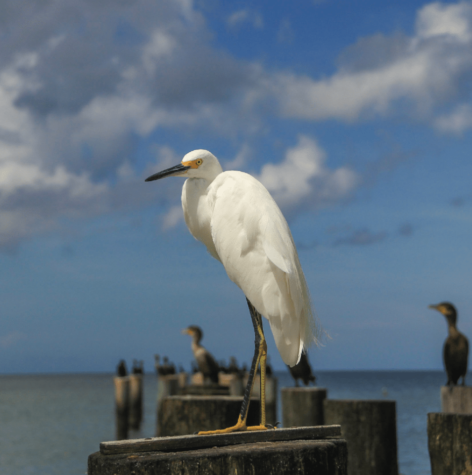 How to Keep Birds Away (5 Visual Deterrents that Scare Birds Away